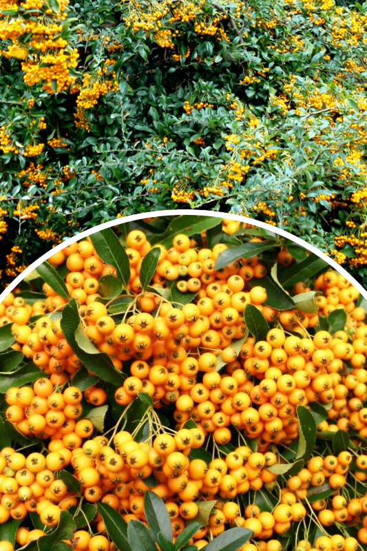 Pyracantha 'Golden Charmer' Ognik pomarańczowo-żółty