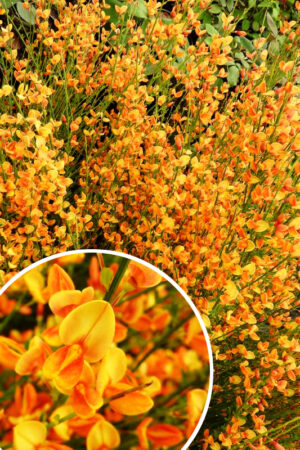 905-00156 Cytisus'Apricot Gem'