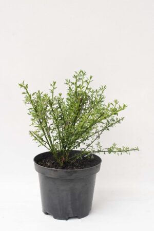 905-00156 Cytisus'Apricot Gem'(1)