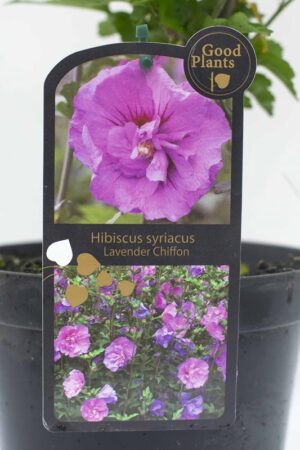 905-00158 Hibiscus syr.'Lavender Chiffon' (2)