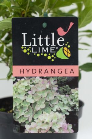 905-00160 Hydrangea panic.'Little Lime' (2)