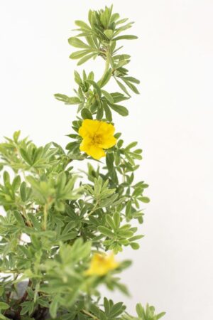 905-00164 Potentilla frutic (2)