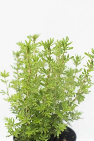 905-00165 Potentilla frutic.'Pink Paradise' (1)