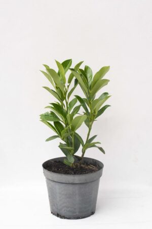 Prunus laurocerassus'Elly'