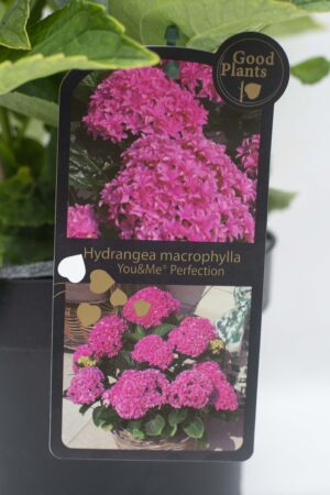 905-00183 Hydrangea macr (2)