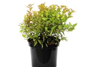 905-00187 Spiraea jap.'Firelight'