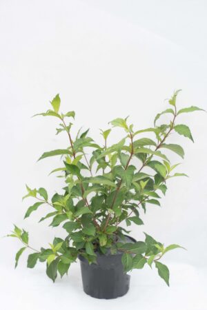 905-00190 Weigela florida'Pink Princess'