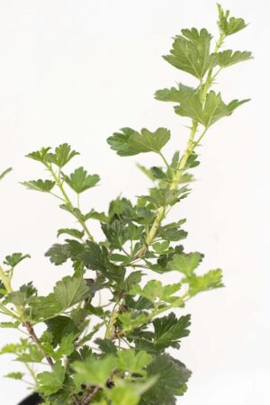 905-00191 Ribes uva-crispa'Hinnonmaki Gron' (2)