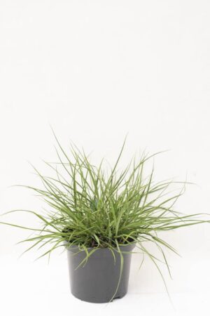 905-00193 Pennisetum alopecur.'Hameln'