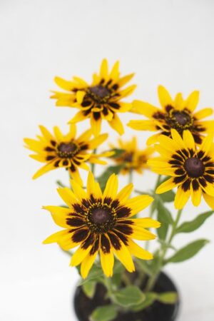 905-00196 Rudbeckia hybrida'SmileyZ Party' (2)