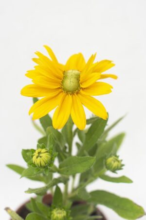 905-00197 Rudbeckia hybrida'Sunbeckia Ophelia' (1)