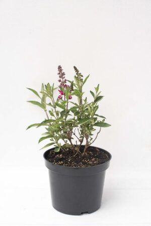 Budleja davida 'Pink Cascade' (łac. Buddleja davidii 'Pink Cascade')