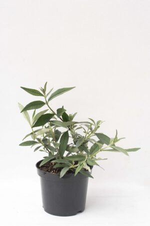 Buddleja davidii'Prince Charming'