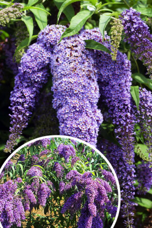 Buddleja davidii'Wisteria Line' budleja płacząca jak wisteria