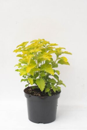905-00204 Caryopteris cland.'Hint of Gold'