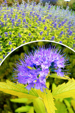 Caryopteris cland.'Hint of Gold'