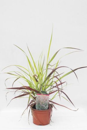 Proso rózgowate 'Shenandoah' Panicum virgatum'Shenandoah'