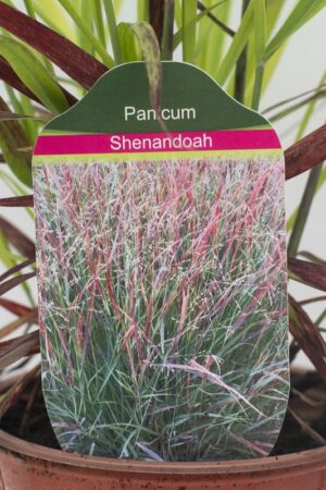 905-00210 Panicum virgatum'Shenandoah' (3)