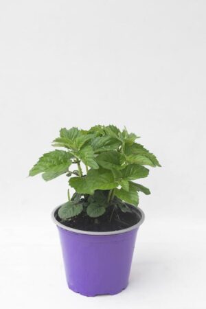 Pysznogłówka 'Bee-Free' (łac. Monarda hybrida 'Bee-Free')