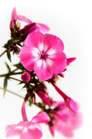 905-00222 Phlox paniculata 'Flame Pink Eye' 1,1L 2