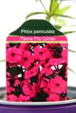 905-00223 Phlox paniculata 'Flame Pro Cerise' 2