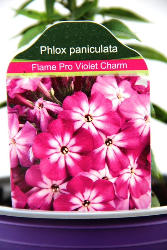 905-00224 Phlox paniculata 'Flame Pro Violet Charm' 1,1L 2