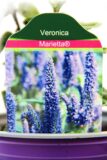 Veronica longifolia 'Marietta' przetacznik długolistny