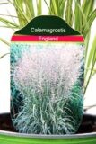 Trzcinnik ostrokwiatowy 'England' (łac. Calamagrostis acutiflora 'England')