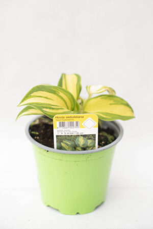 Funkia 'Great Expectations' (Hosta 'Great Expectations')