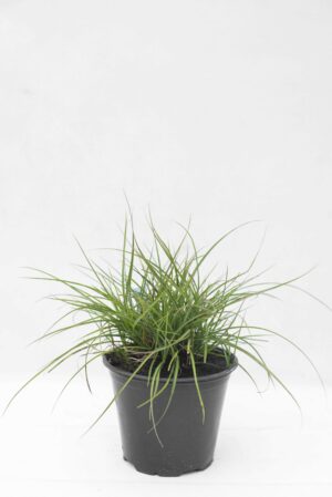 905-00234 Miscanthus sinensis'Adagio'