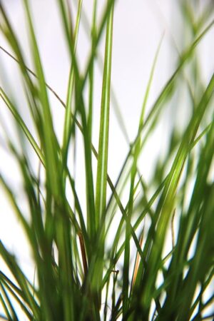 905-00235 Miscanthus sinensis 'Gracillimus' 2