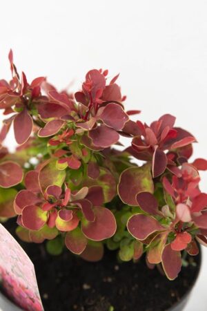 905-00236 Berberis th. 'Ruby Star' PBR (2)