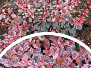 Berberys Thunberga 'Pink Bird' (Łac. Berberis thunbergii 'Pink Bird' PBR