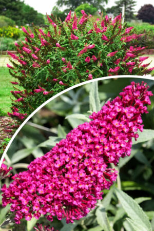 Buddleja davidii'Prince Charming'
