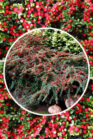 Irga 'Queen of Carpets' (łac. Cotoneaster procumbens 'Queen of Carpets') irga płożąca