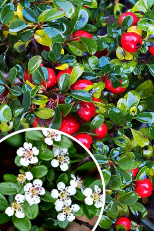 Irga rozesłana 'Eichholz' (Łac. Cotoneaster radicans 'Eichholz')