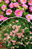 Pięciornik krzewiasty ‘Pink Paradise’ (łac. Potentilla fruticosa ‘Pink Paradise’)