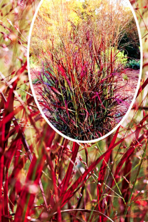 Proso rózgowate 'Shenandoah' (łac. Panicum virgatum 'Shenandoah')