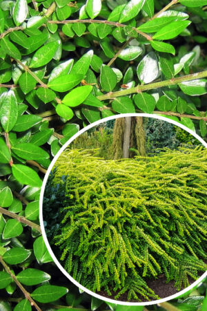 Suchodrzew Mirtolistny 'Elegant' (Łac. Lonicera nitida 'Elegant')