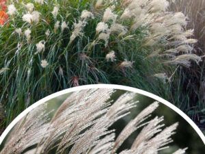 Miskant chiński 'Adagio' (łac. Miscanthus sinensis 'Adagio')