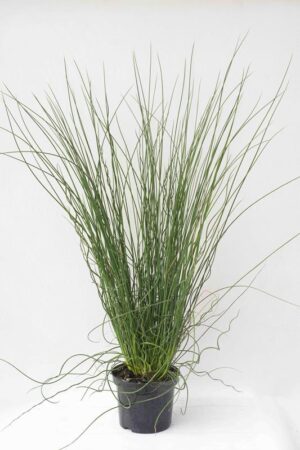 520-13102 JUNCUS TWISTER gg