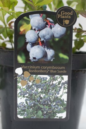 905-00176 Vaccinium corymbosum'BonBonBerry' (2)