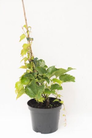 905-00238 Parthenocissus tr. 'Veitch Boskoop' C1,5