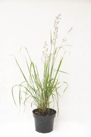 905-00239 Calamagrostis acut. 'Karl Foerster' C2