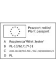 520-00122 Rozplenica 'Millet Jester' paszport