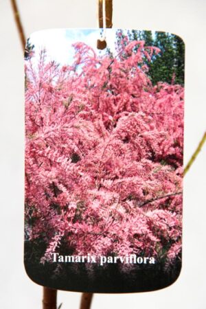 710-04736 Tamarix parviflora C2 2