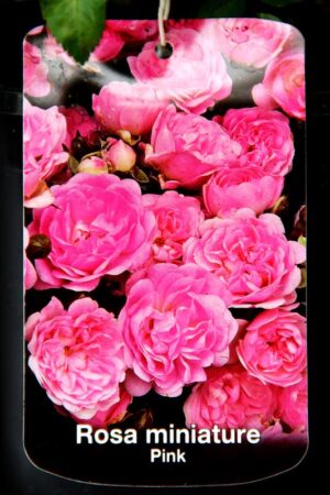 710-04737 Rosa miniature Pink C2 2