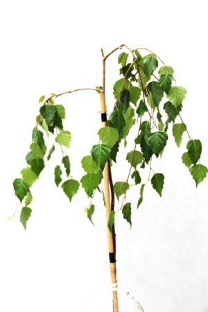 710-04739 Betula pendula youngii (1)