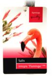 Salix 'Flamingo' Wierzba szczepiona na pniu