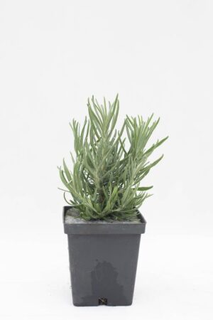 905-00249 Lavandula angustifolia 'Dwarf Blue'